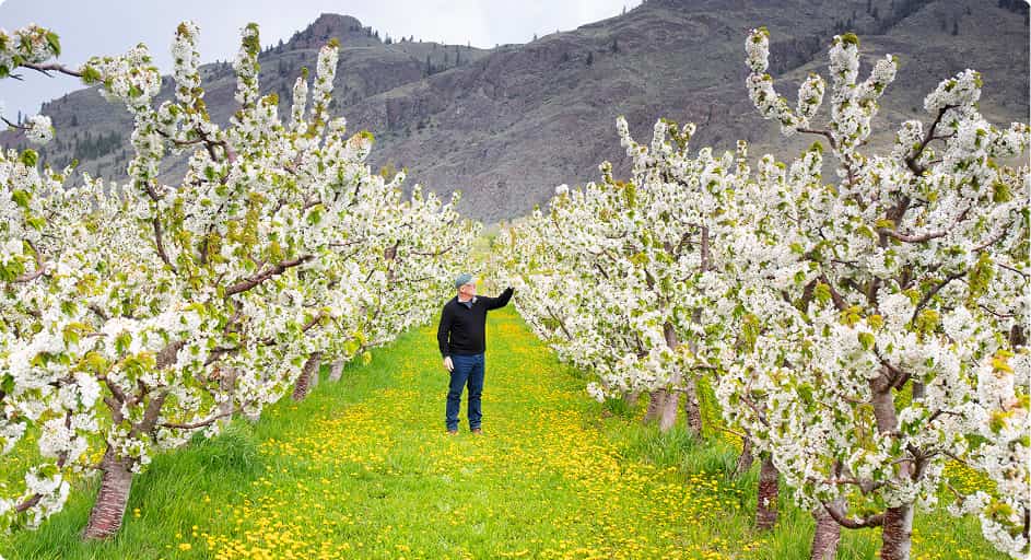 Canada Keremeos, nông dân trồng cây ăn quả trong rừng anh đào